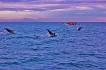 delfinek Lovina beach-en